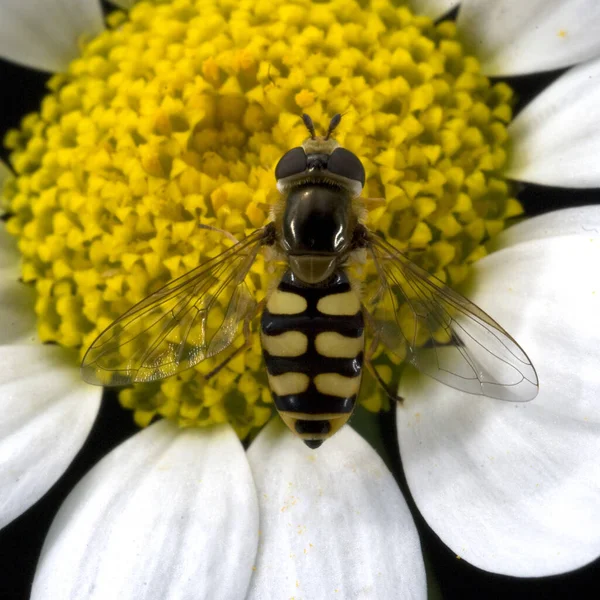 Hermosa Mariposa Una Flor —  Fotos de Stock