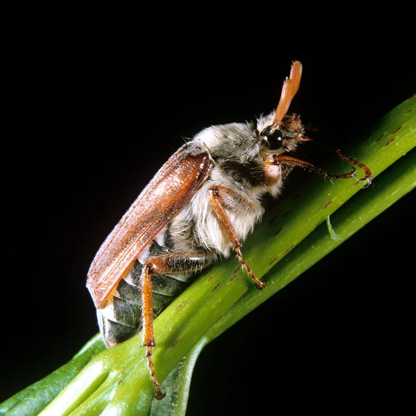 Maikaefer Melolontha Melolontha Maennlich — Foto de Stock