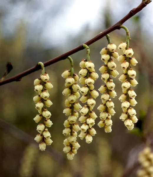 Vacker Botanisk Skott Naturliga Tapeter — Stockfoto