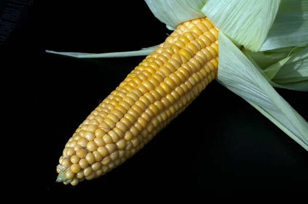 Mais Zea Mays Maiskoerner — Stock fotografie