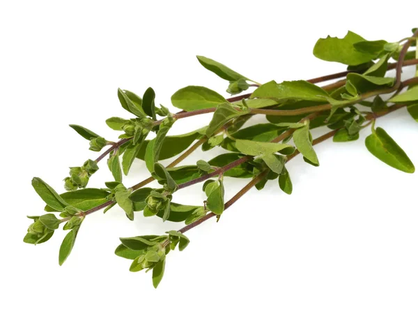 Majoran Origanum Majorana Heilpflanze Kraeuter — Stock Photo, Image