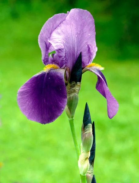 Vakre Irisblomst Hagen – stockfoto
