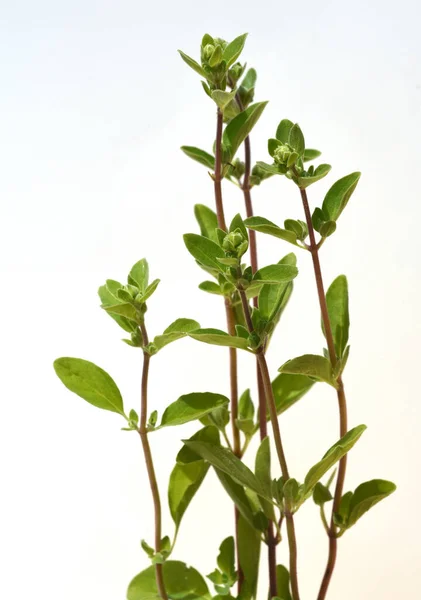 Majoran Origanum Majorana Heilpflanze Kraeuter — Foto de Stock