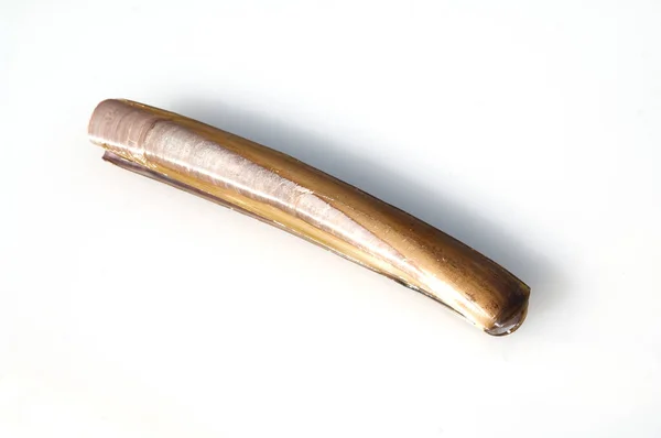 Schwertmuschel Schwertfoermige Scheidenmuschel Ensis — Stock fotografie