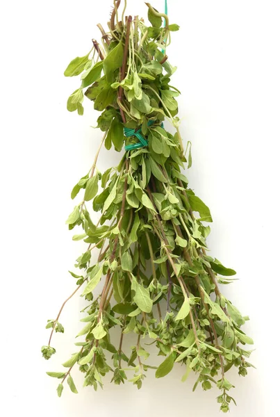 Majoran Origanum Majorana Heilpflanze Kraeuter — Foto de Stock