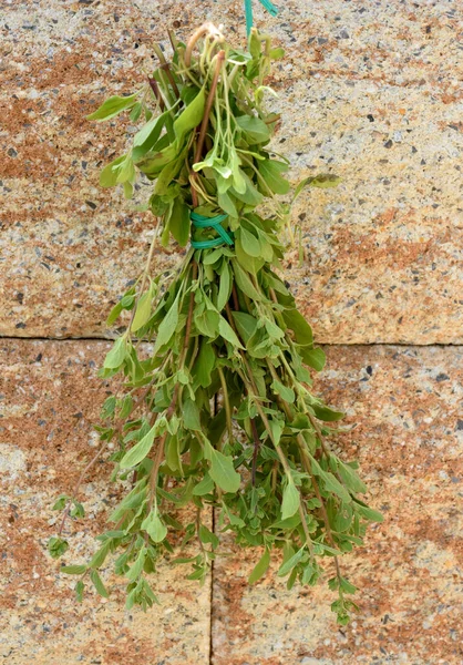 Majoran Origanum Majorana Heilpflanze Kraeuter — Stock Fotó