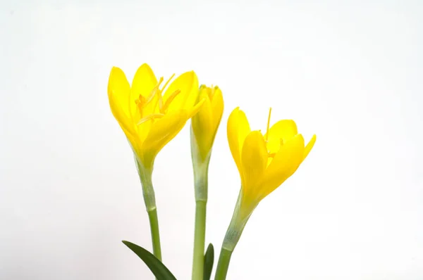 Žlutý Tulipán Květy Bílém Pozadí — Stock fotografie