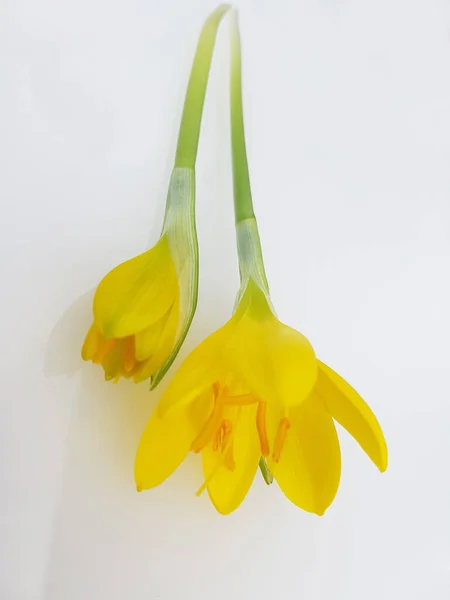 Flor Tulipán Amarillo Sobre Fondo Blanco — Foto de Stock