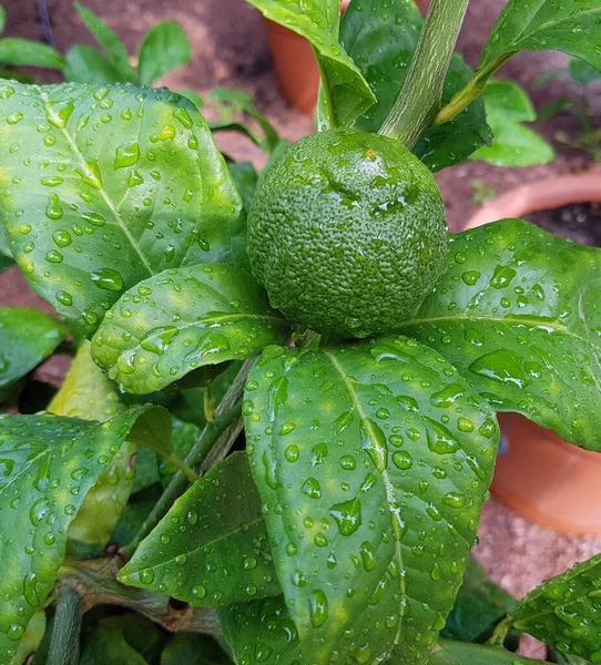 Folhas Verdes Uma Fábrica — Fotografia de Stock