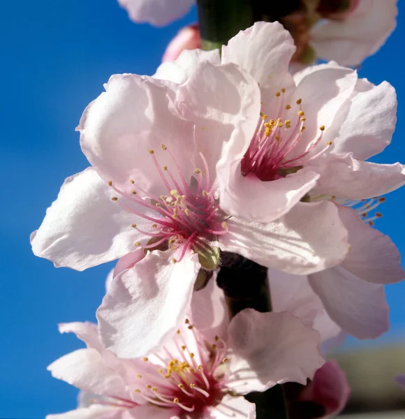 Vacker Rosa Blommor Blå Himmel Bakgrund — Stockfoto