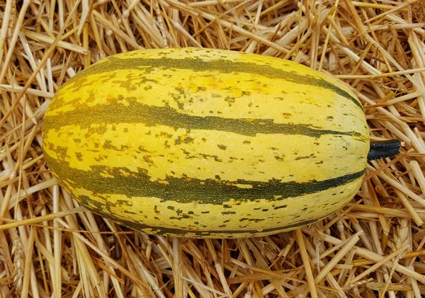 Melon Jaune Mûr Frais Sur Une Paille — Photo