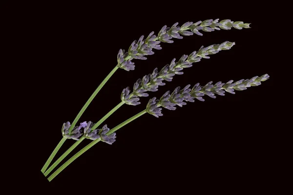 Lavender Blommor Isolerad Svart Bakgrund — Stockfoto