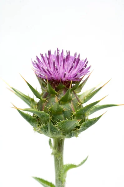 Close Van Een Distel Bloem Geïsoleerd Witte Achtergrond — Stockfoto