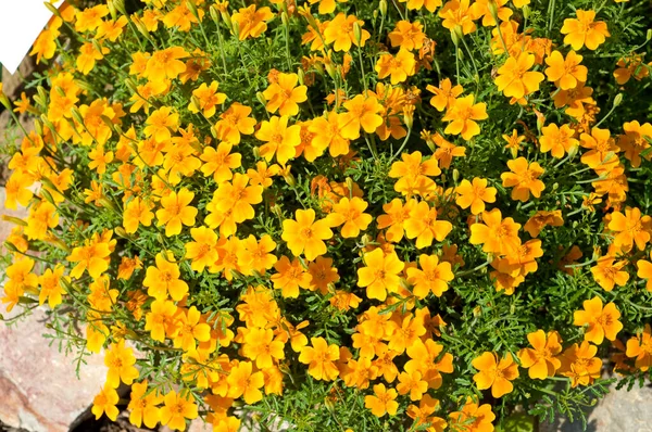 Gewuerztagetes Tagetes Tenuifolia Heilpflanzen — Stock fotografie