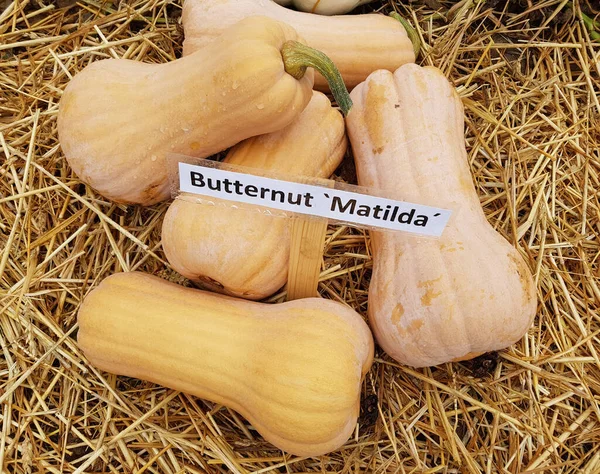 Butternut Matilda Ist Ein Speisekuerbis Und Eine Schoene Attraktive Gartenfrucht — Photo