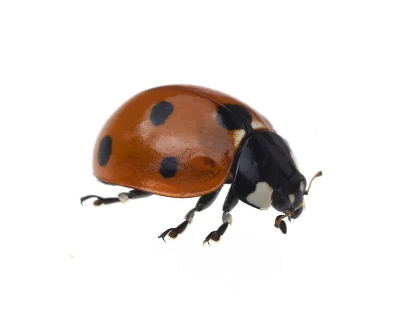 Marienkaefer Coccinella Semptempunctata Huebscher Roter Kaefer Mit Schwarzen Punkte Das — 图库照片