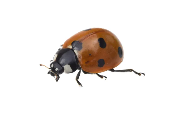 Marienkaefer Coccinella Semptempunctata Huebscher Roter Kaefer Mit Schwarzen Punkte Das — 图库照片