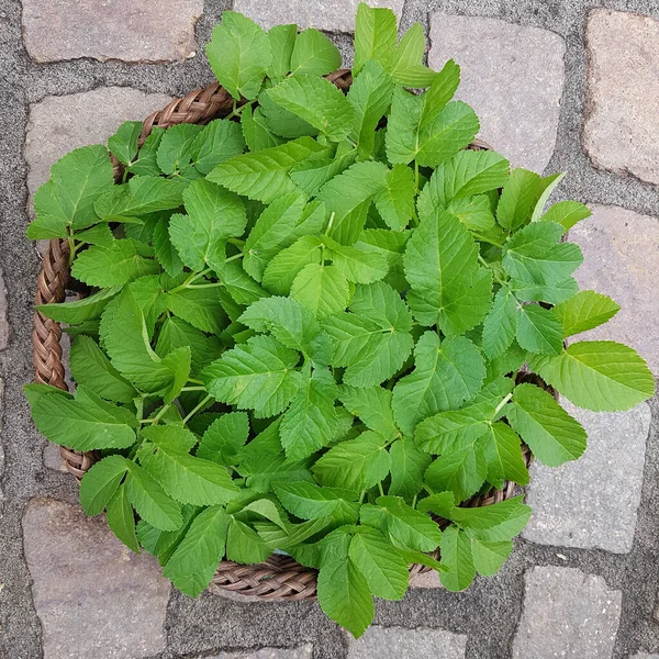 Giersch Aegopodium Podagraria Gierschblatt — Stockfoto