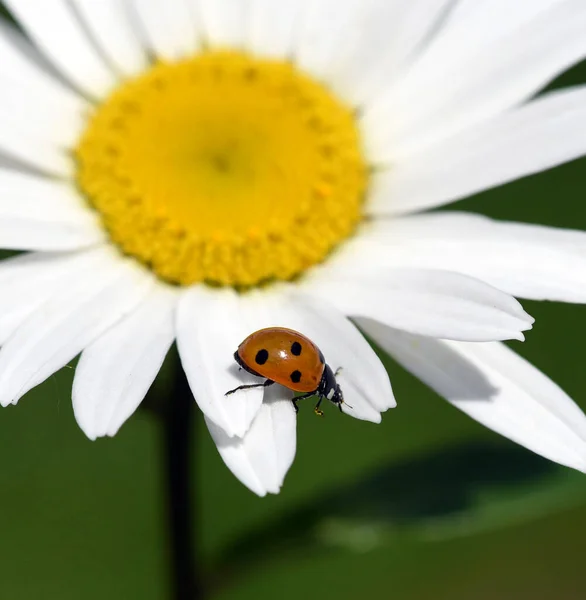 Marienkaefer Coccinella Semptempunctata Ist Ein Huebscher Roter Kaefer Mit Schwarzen — Stockfoto