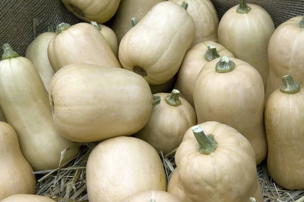 Butternut Butternut Kuerbis Early Butternut Early Butternut — 스톡 사진