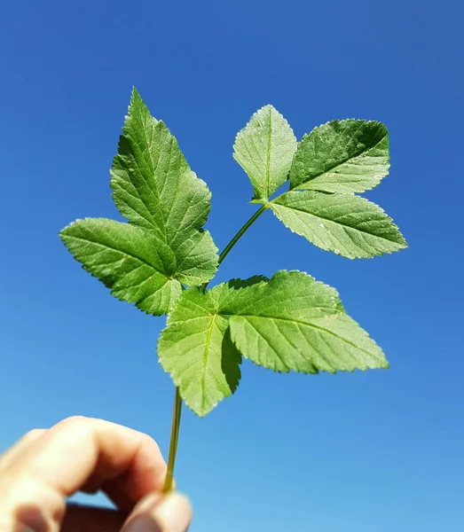 Folhas Verdes Uma Fábrica Jovem — Fotografia de Stock