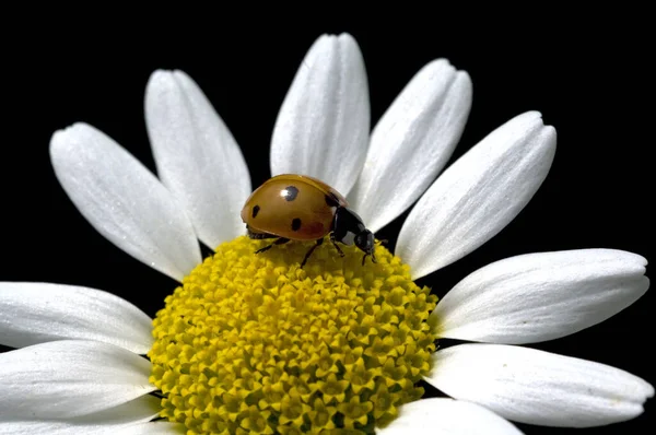 Ladybug Черном Фоне — стоковое фото