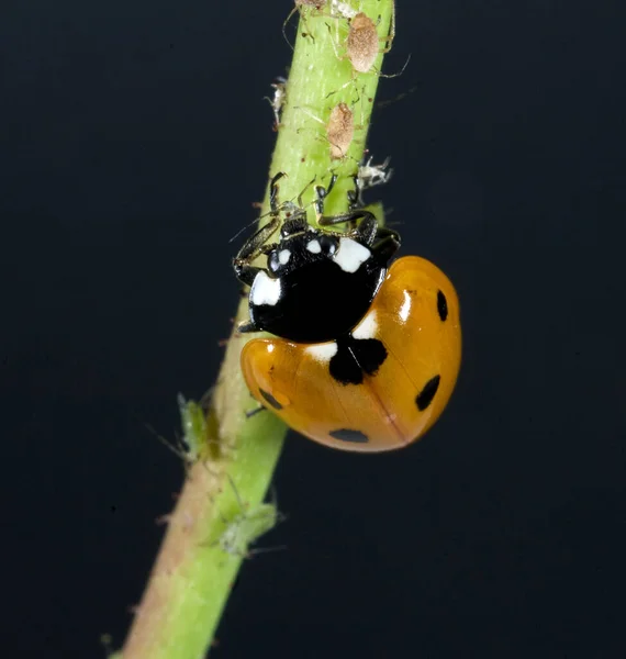 Marienkaefer Beim Fressen Von Blattlaeusen — Stock Photo, Image