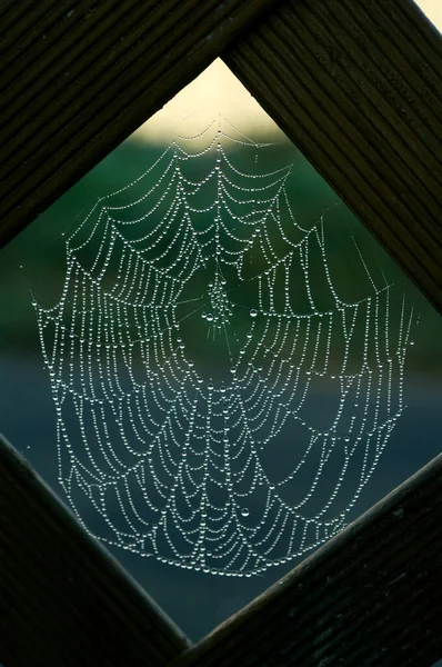Spinnenweb Achtergrond Van Het Bos — Stockfoto