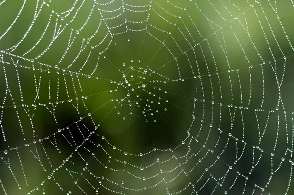 Spinnenweb Met Dauwdruppels — Stockfoto