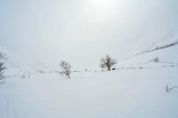 Hermoso Paisaje Invierno Con Nieve —  Fotos de Stock