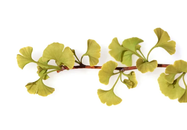 Ginkgo Biloba Oder Ginko Ist Eine China Heimische Heute Weltweit — Stock Photo, Image