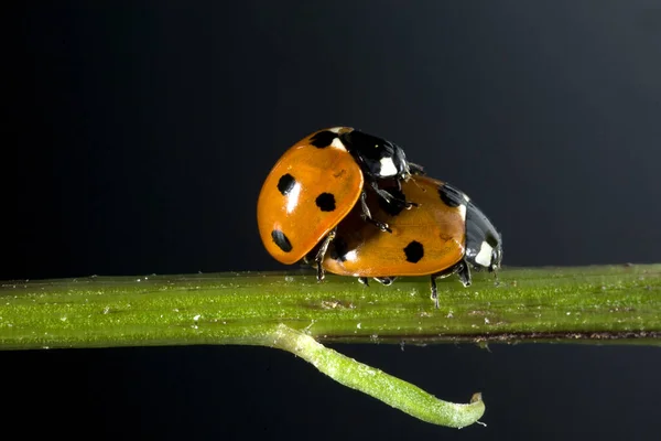 Marienkaefer Paarung Paar Καθιστώντας Coccinella Semptempunctata — Φωτογραφία Αρχείου