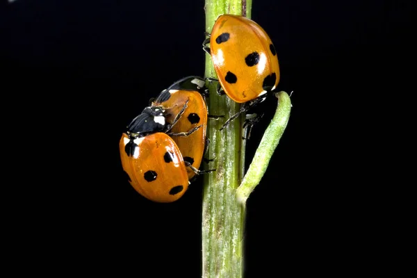 Marienkaefer Paarung Paar Making Coccinella Semptempunctata — Zdjęcie stockowe