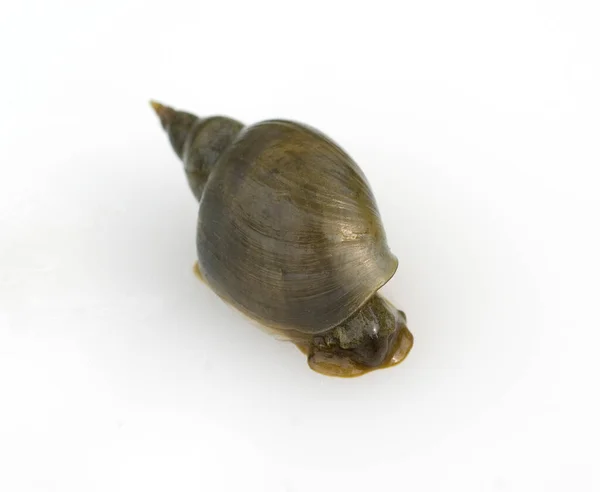 Schnecke Auf Weißem Hintergrund — Stockfoto