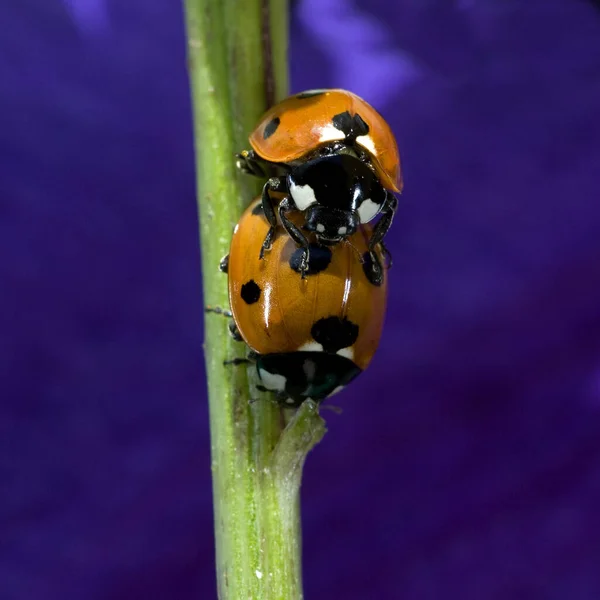 Marienkaefer Paarung Paar Making Coccinella Semptempunctata — Zdjęcie stockowe