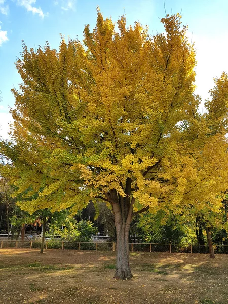 Beau Paysage Automne Avec Des Arbres Des Feuilles — Photo