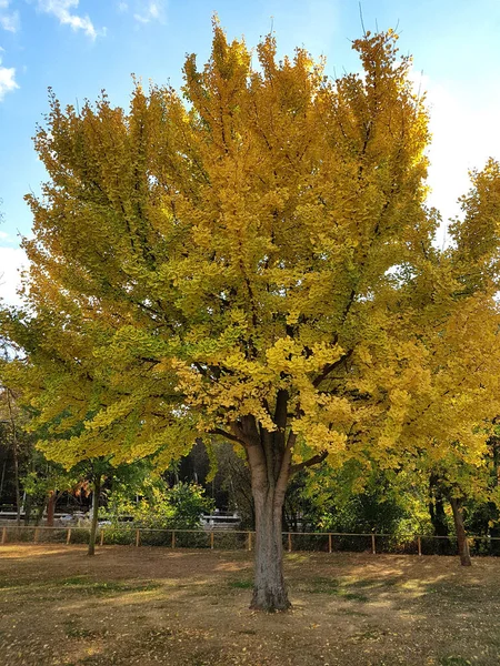 Hermoso Paisaje Otoñal Con Árboles Hojas — Foto de Stock