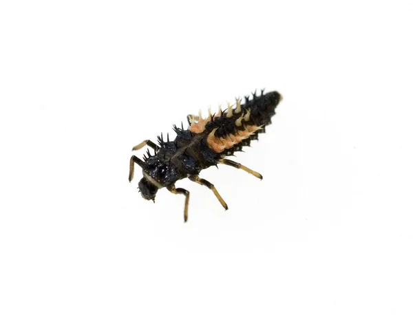 Beyaz Arkaplanda Böcek — Stok fotoğraf