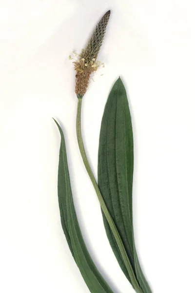 Green Leaves Plant White Background — Stock Photo, Image