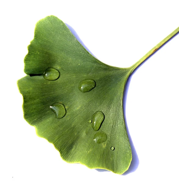 Ginkgo Biloba Ginkgonadel Tau Tautropfen Regentropfen — Stock Fotó