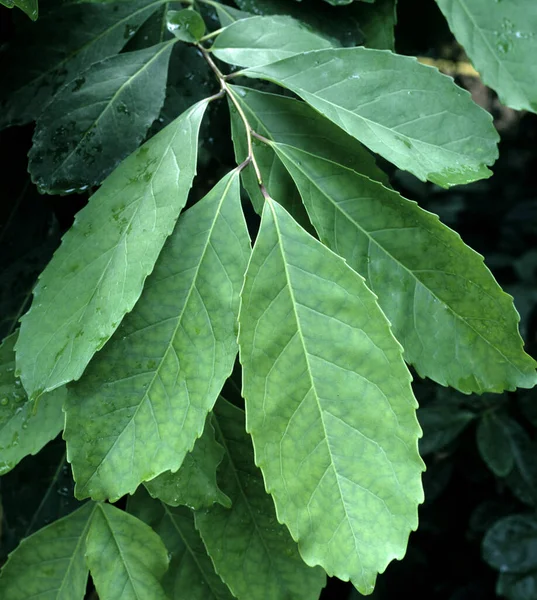 Matestrauch Ilex Paraguariensis Matetee Tee — Stock Photo, Image