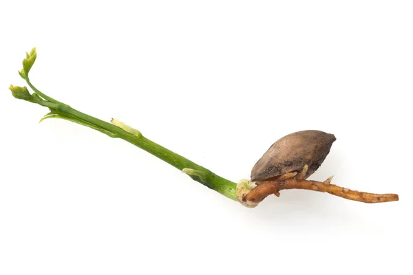 Planta Con Semillas Aisladas Sobre Fondo Blanco — Foto de Stock