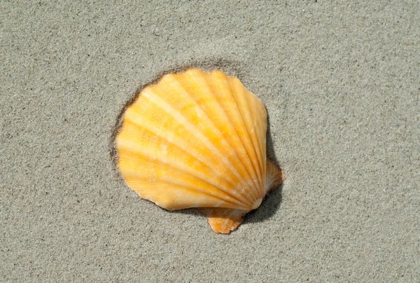 沙滩上的海贝壳 — 图库照片