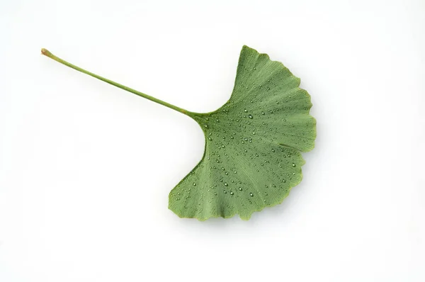 Folha Verde Planta Fundo Branco — Fotografia de Stock