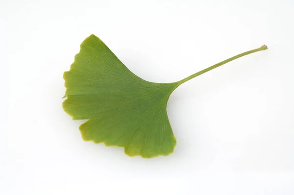 Ginkgo Biloba Ginkgonadel Tau Tautropfen — Stock fotografie