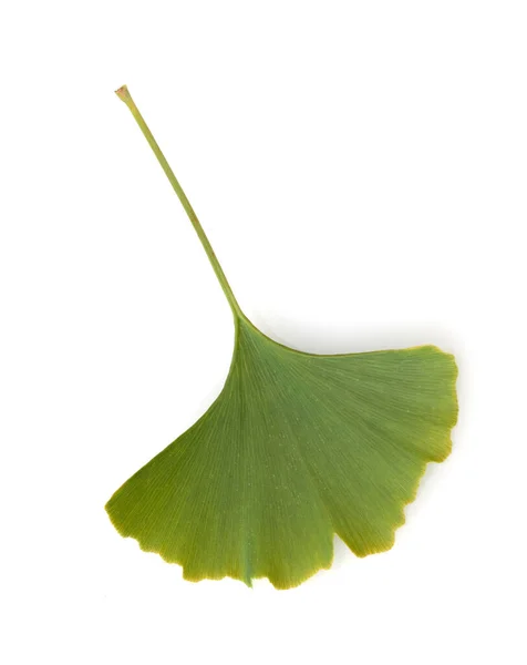 Ginkgo Biloba Ginkgonadel Tau Tautropfen — Stock Fotó