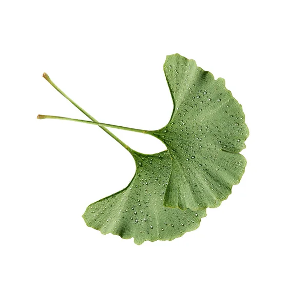 Ginkgo Biloba Ginkgonadel Lebendes Fossil Baum Des Jahres — Stockfoto