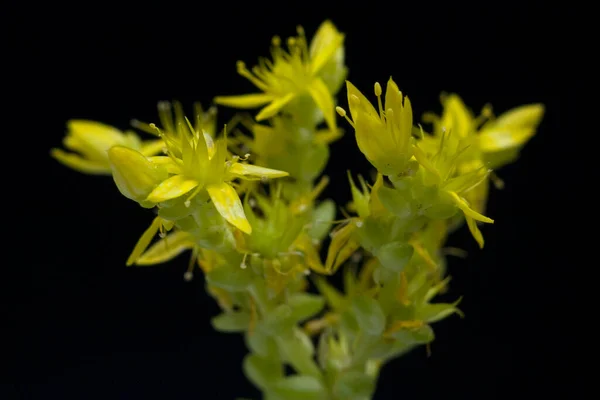 Piękne Botaniczne Ujęcie Naturalna Tapeta — Zdjęcie stockowe