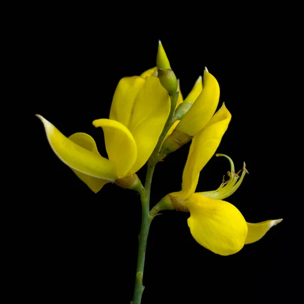 黒い背景に美しい黄色のユリの花 — ストック写真
