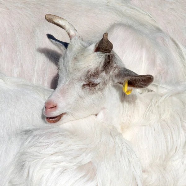Biała Koza Farmie — Zdjęcie stockowe